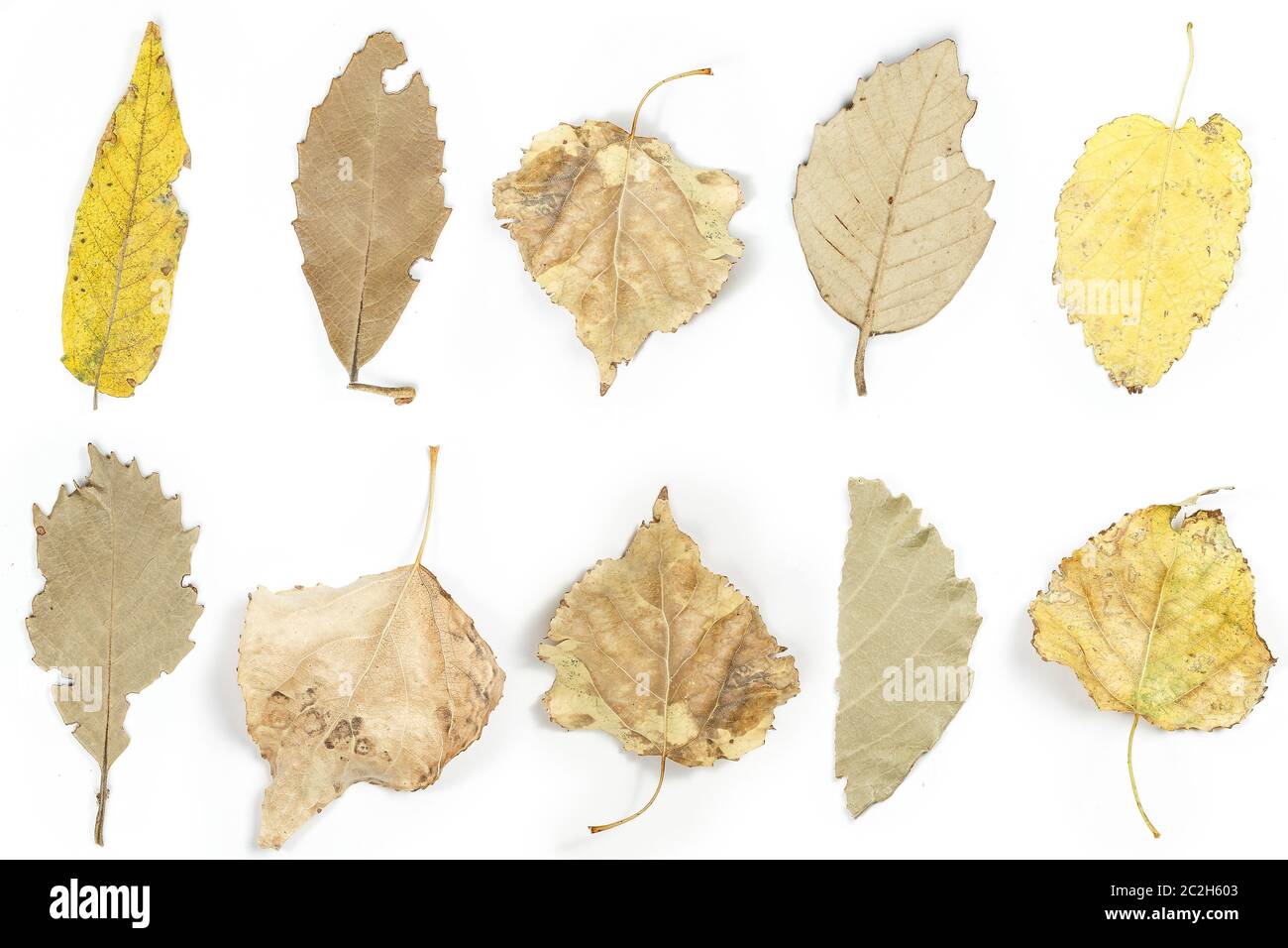 Collage. autunno foglie secche in bianco sullo sfondo isolato Foto stock -  Alamy