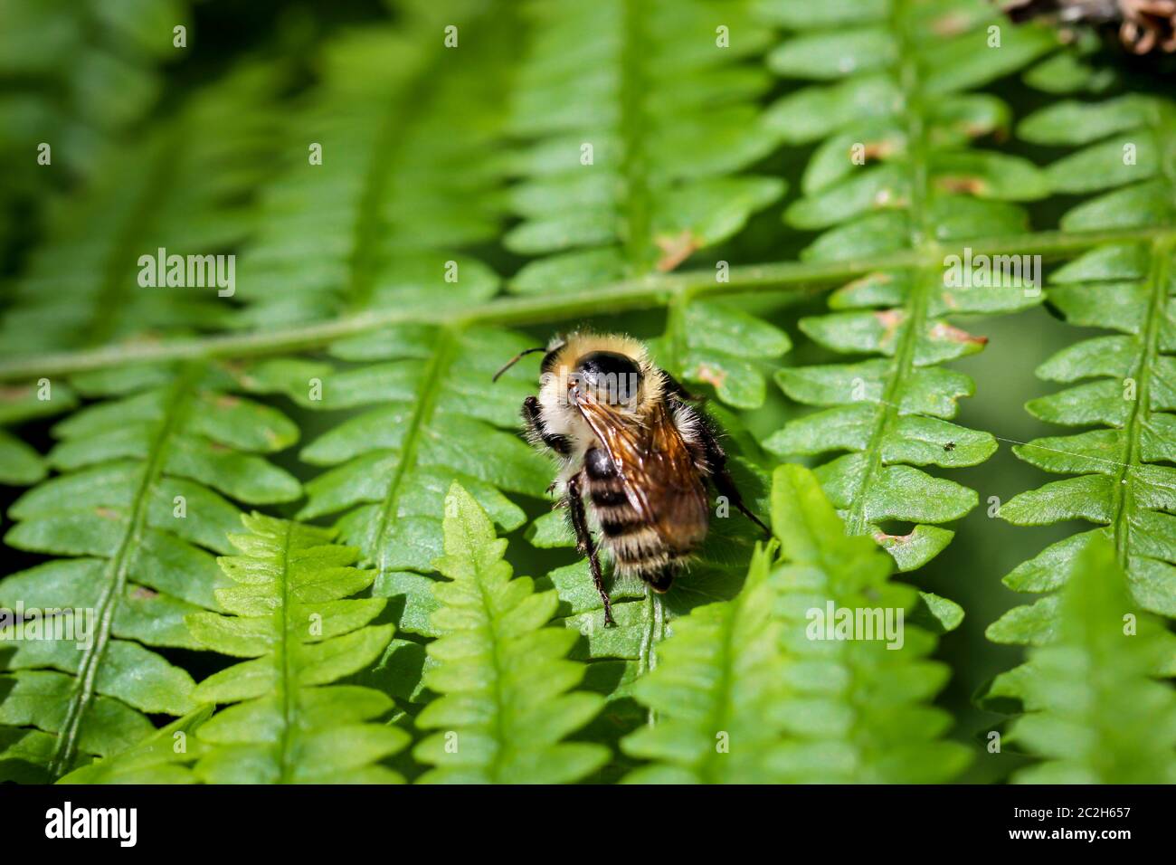 un'ape su una pianta Foto Stock