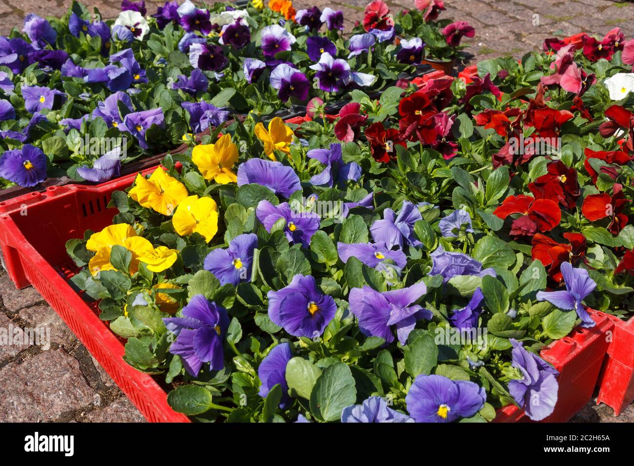 Vendita di vasi per fiori ornamentali con fiori di primavera all'aperto il mercato degli agricoltori Foto Stock