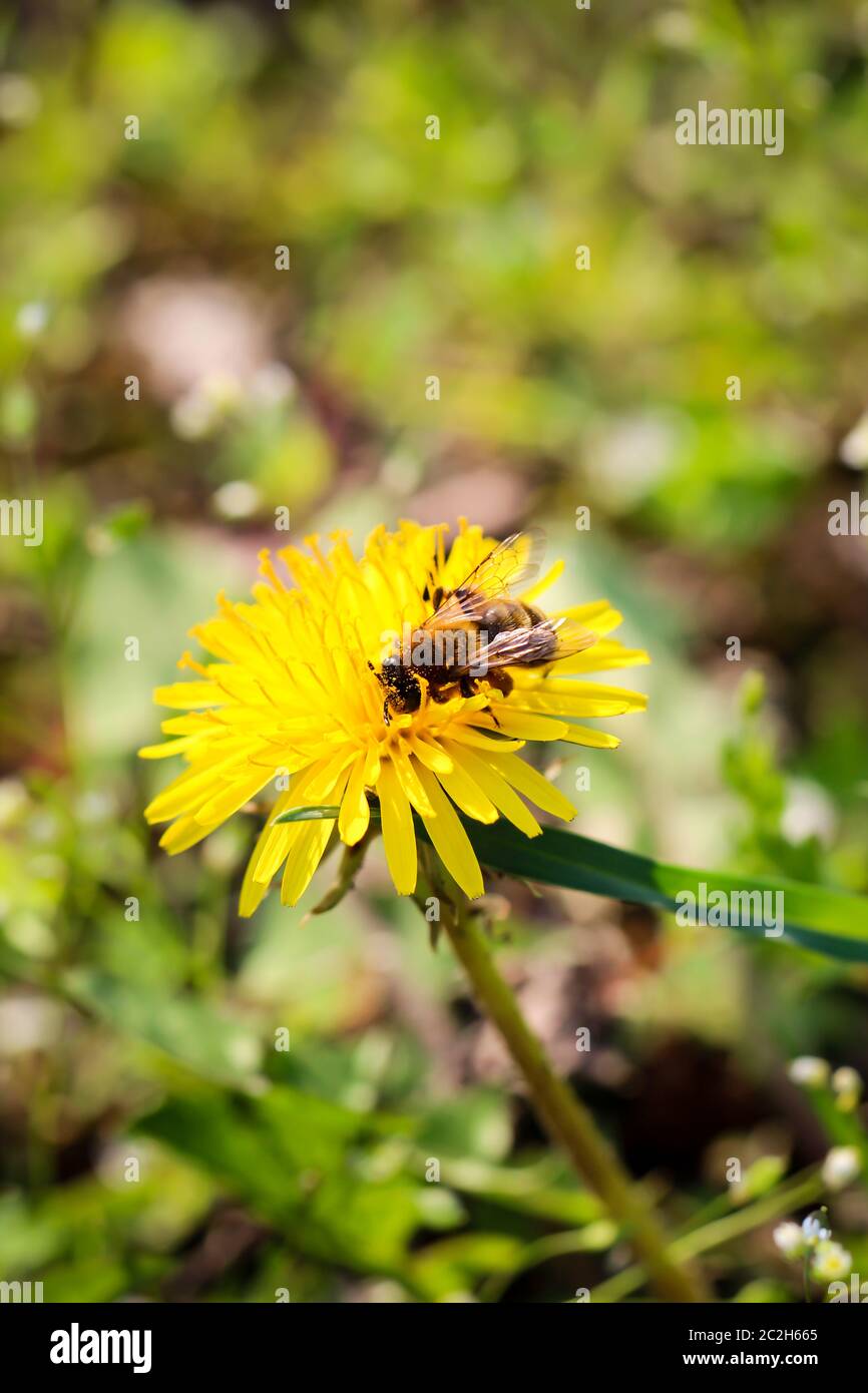 un'ape su un fiore, pianta Foto Stock