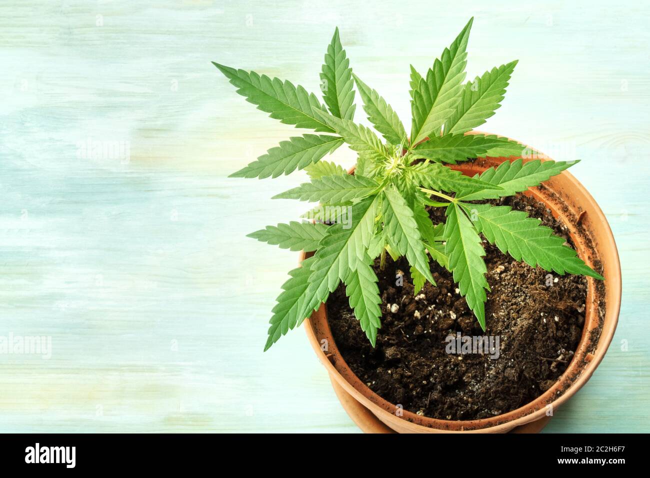 Coltivare cannabis a casa. Una pianta femminile di marijuana in una  pentola, che inizia a formare stigmi bianchi, la prima fase fiorente. Con  Foto stock - Alamy