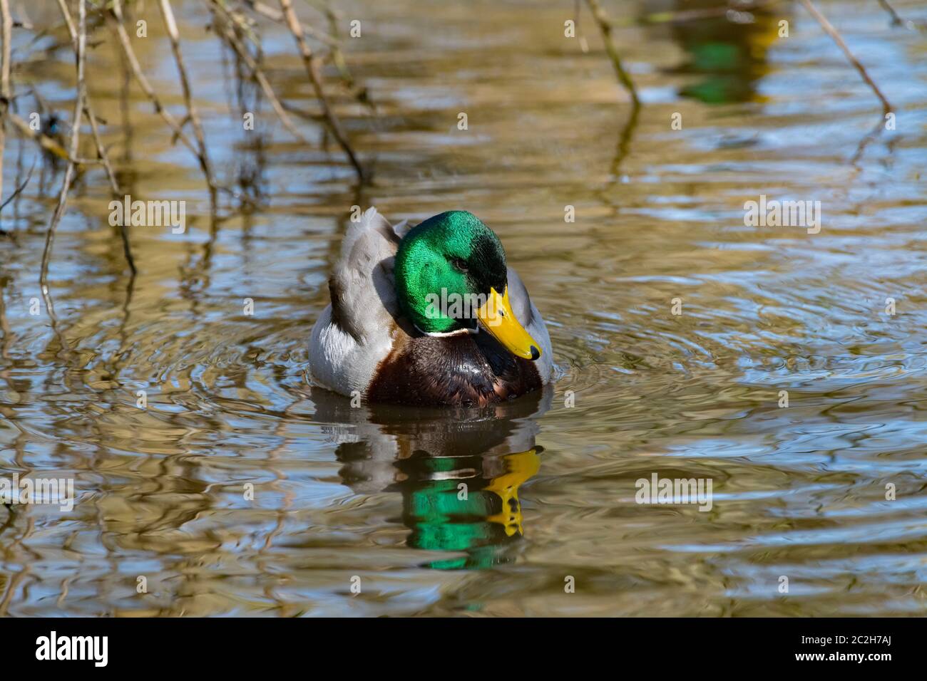 Un'anatra carina in un laghetto Foto Stock