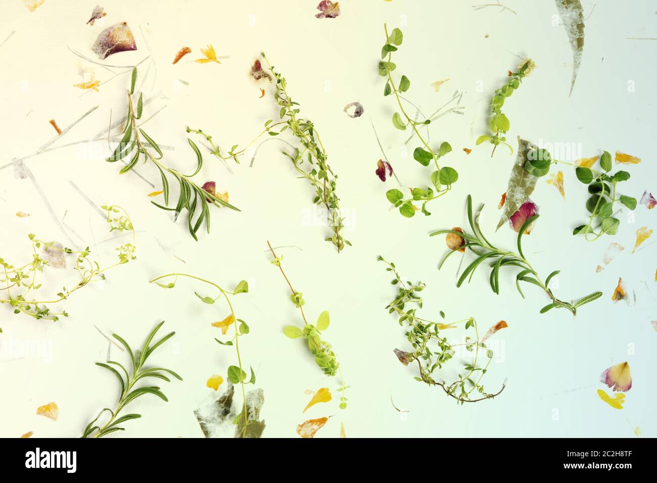 Le erbe della Provenza. Rosmarino, origano, timo e maggiorana, sparati dall'alto su uno sfondo di foglie secche e petali, tonici Foto Stock