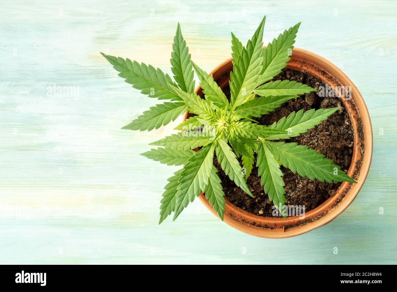 Coltivazione di cannabis. Una femmina di piante di marijuana in una  pentola, Top Shot con copyspace Foto stock - Alamy