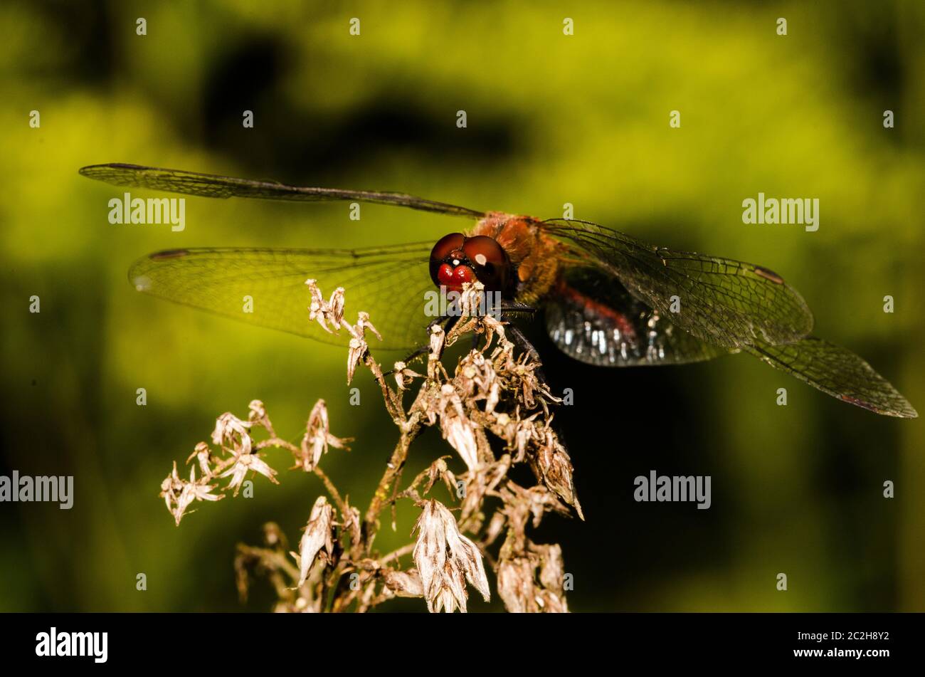 Libellula scarlatta Foto Stock