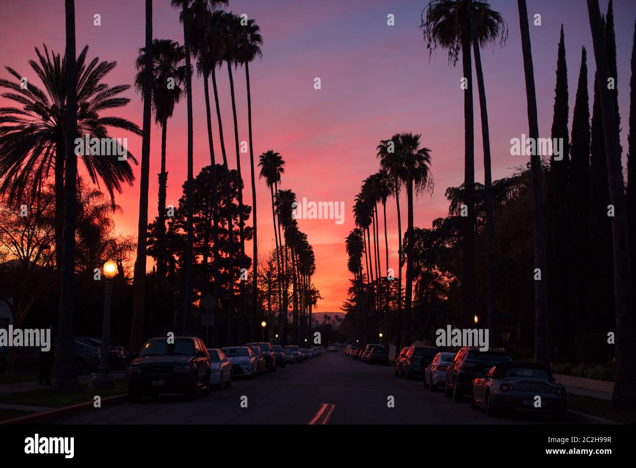Tramonto alberato di palme Foto Stock