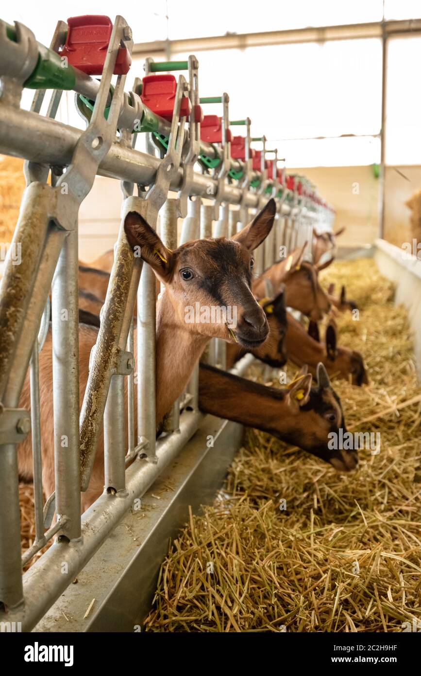 Capra marrone che guarda la macchina fotografica mentre altri stanno navigando fieno in una fattoria. Foto Stock