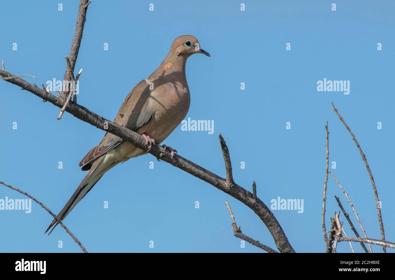 Mourning dove, Zenaida macroura, si trova in una filiale nel Kern National Wildlife Refuge, Kern County, California Foto Stock