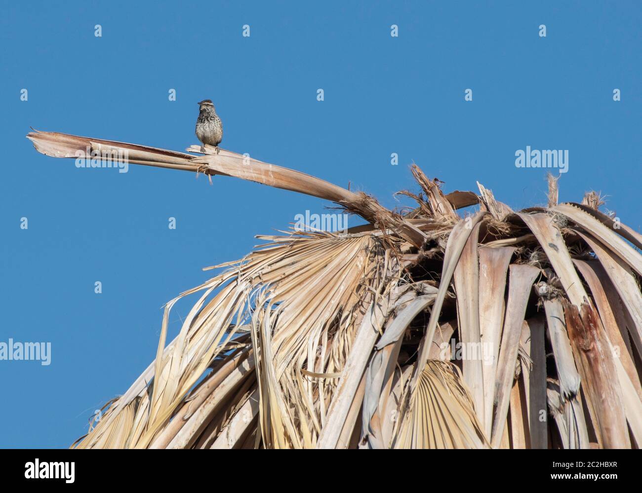 Cactus Wren, Campylorhynchus brunneicapillus, perches in una palma in Coachella Valley Preserve, vicino a Palm Springs, California Foto Stock