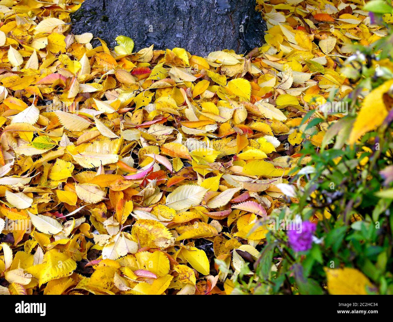 tappeto di foglie giallastre su un tronco d'albero con pianta verde fiorente viola Foto Stock