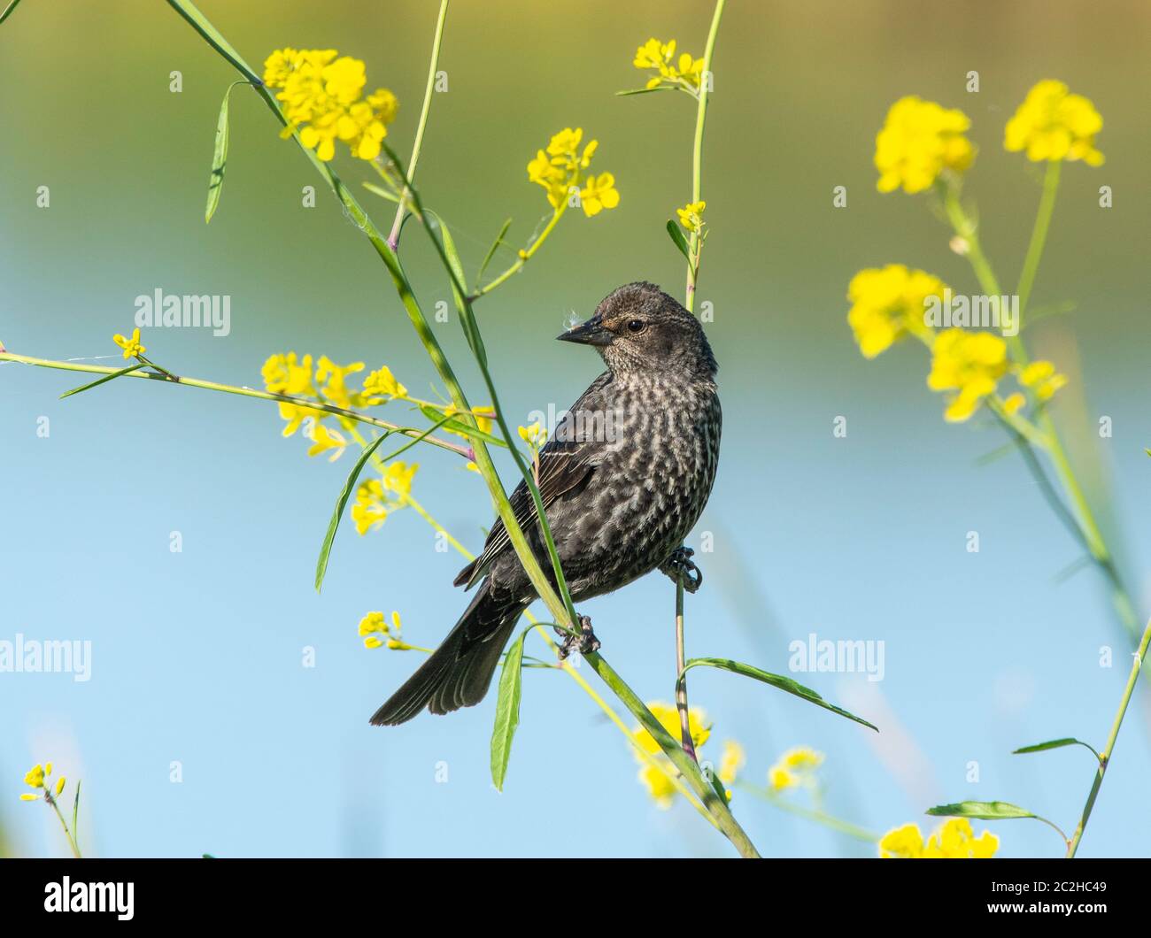 Una femmina di Blackbird alato rosso, Agelaius phoeniceus, perches tra fiori selvatici nel Kern National Wildlife Refuge, Kern County, California Foto Stock