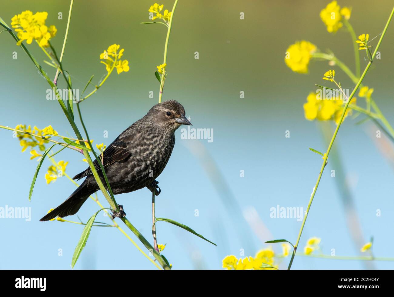 Una femmina di Blackbird alato rosso, Agelaius phoeniceus, perches tra fiori selvatici nel Kern National Wildlife Refuge, Kern County, California Foto Stock