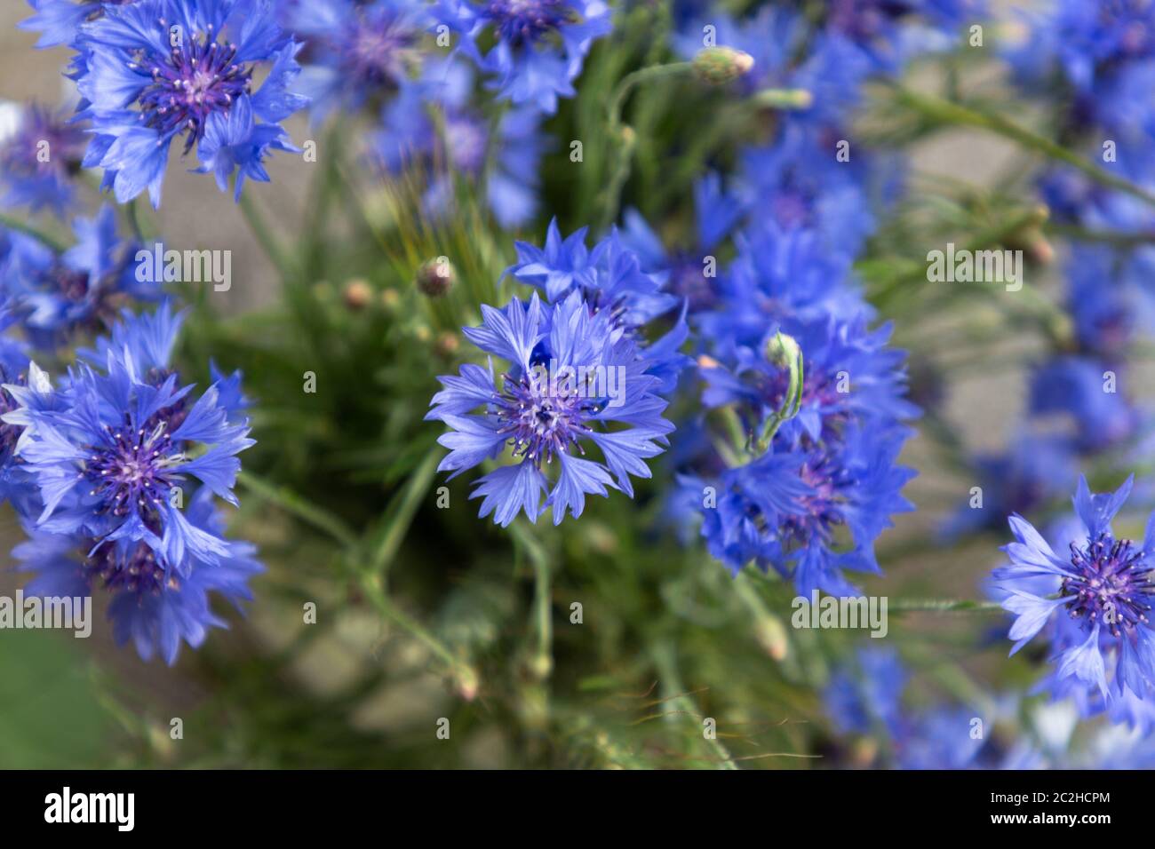 Vista dall'alto con fiori a maglia blu. Bel fiore selvaggio bluet. Fiori estivi stagionali. Foto Stock