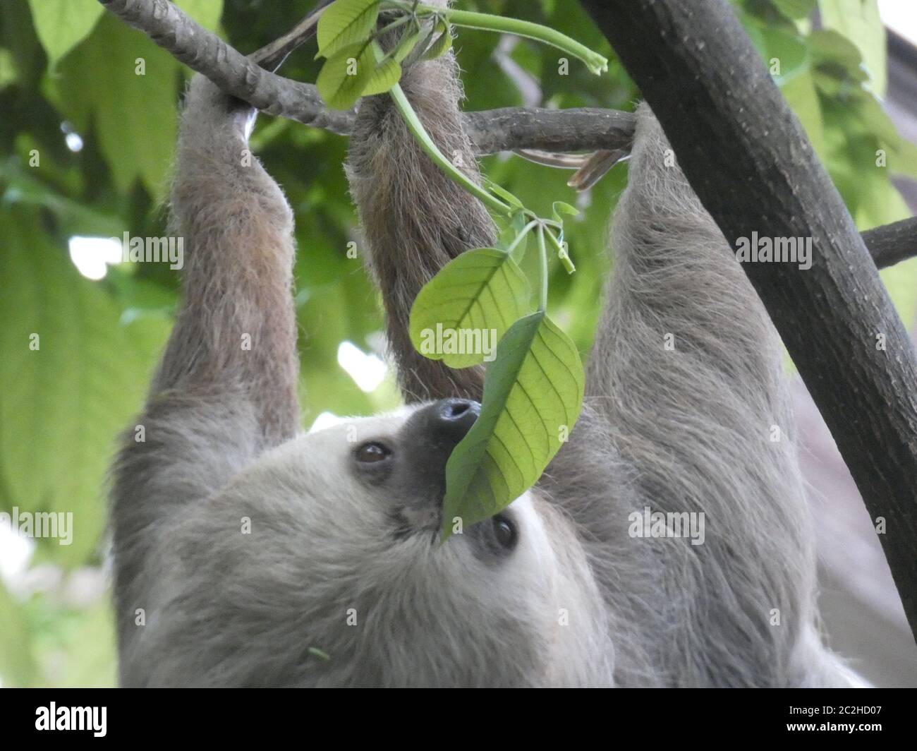 Sloth appeso capovolto in un albero Foto Stock