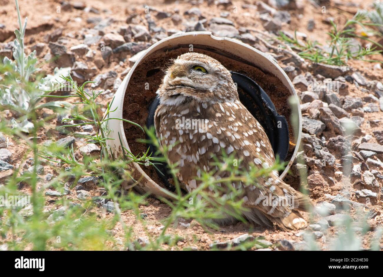 Un'Oglia di Burrowing, Athene cunicularia, si trova all'ingresso del suo burrone artificiale nel Parco di Zanjero, Gilbert, Arizona Foto Stock