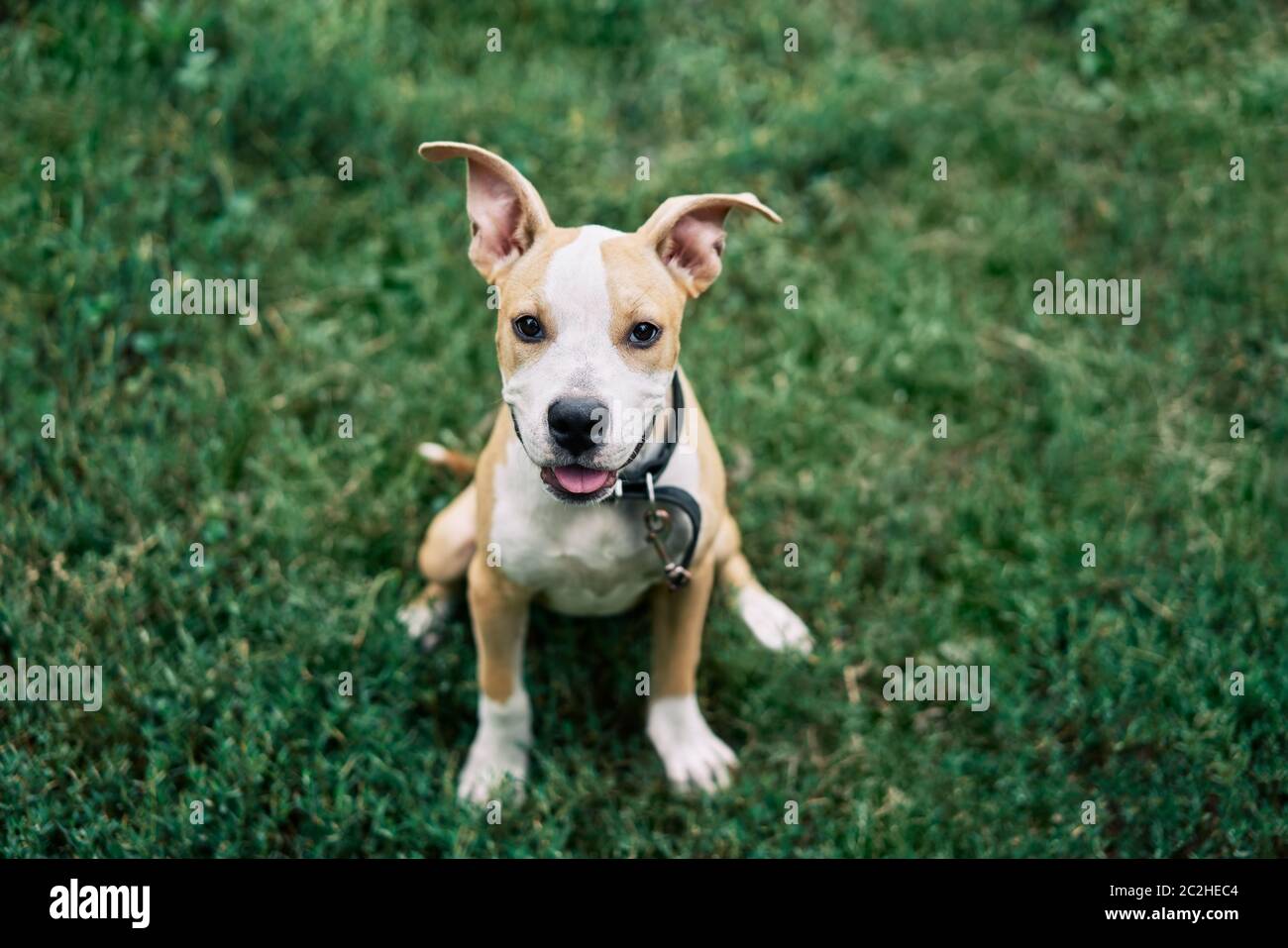 piccolo terrier dal pelo grigio