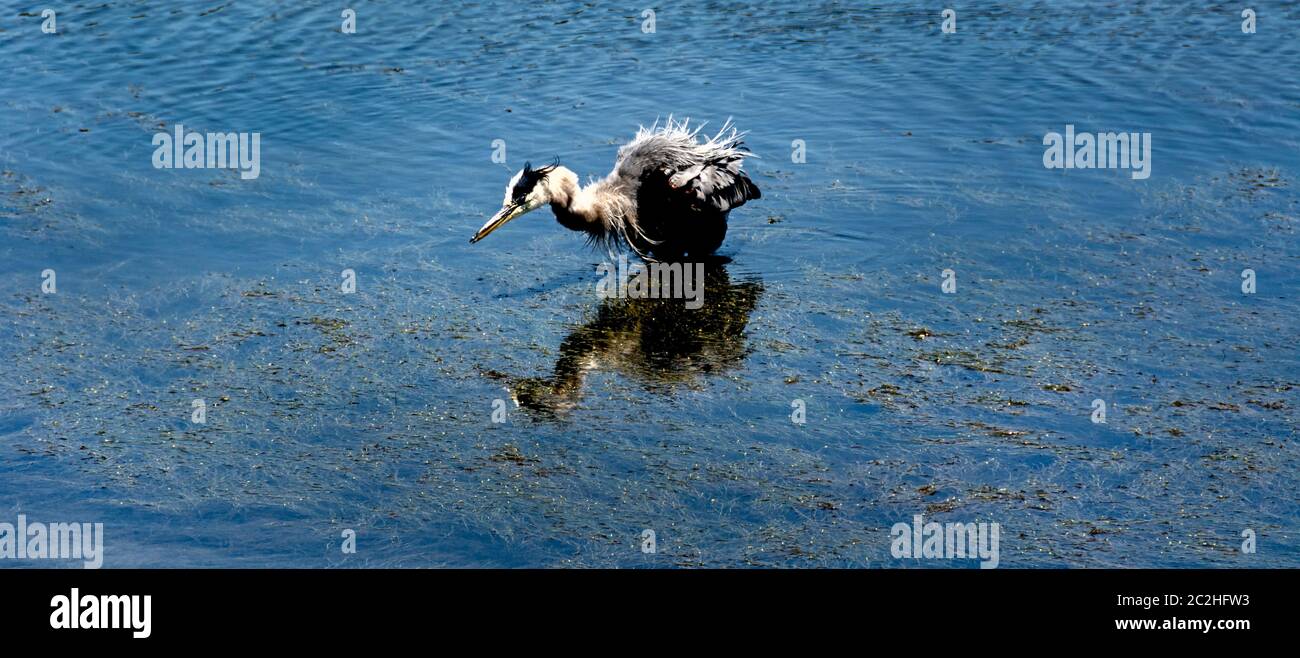 Foto insolita di un grande airone blu che si afflge dopo aver fatto un bagno di uccelli in acqua presso il santuario degli uccelli delle paludi. Foto Stock