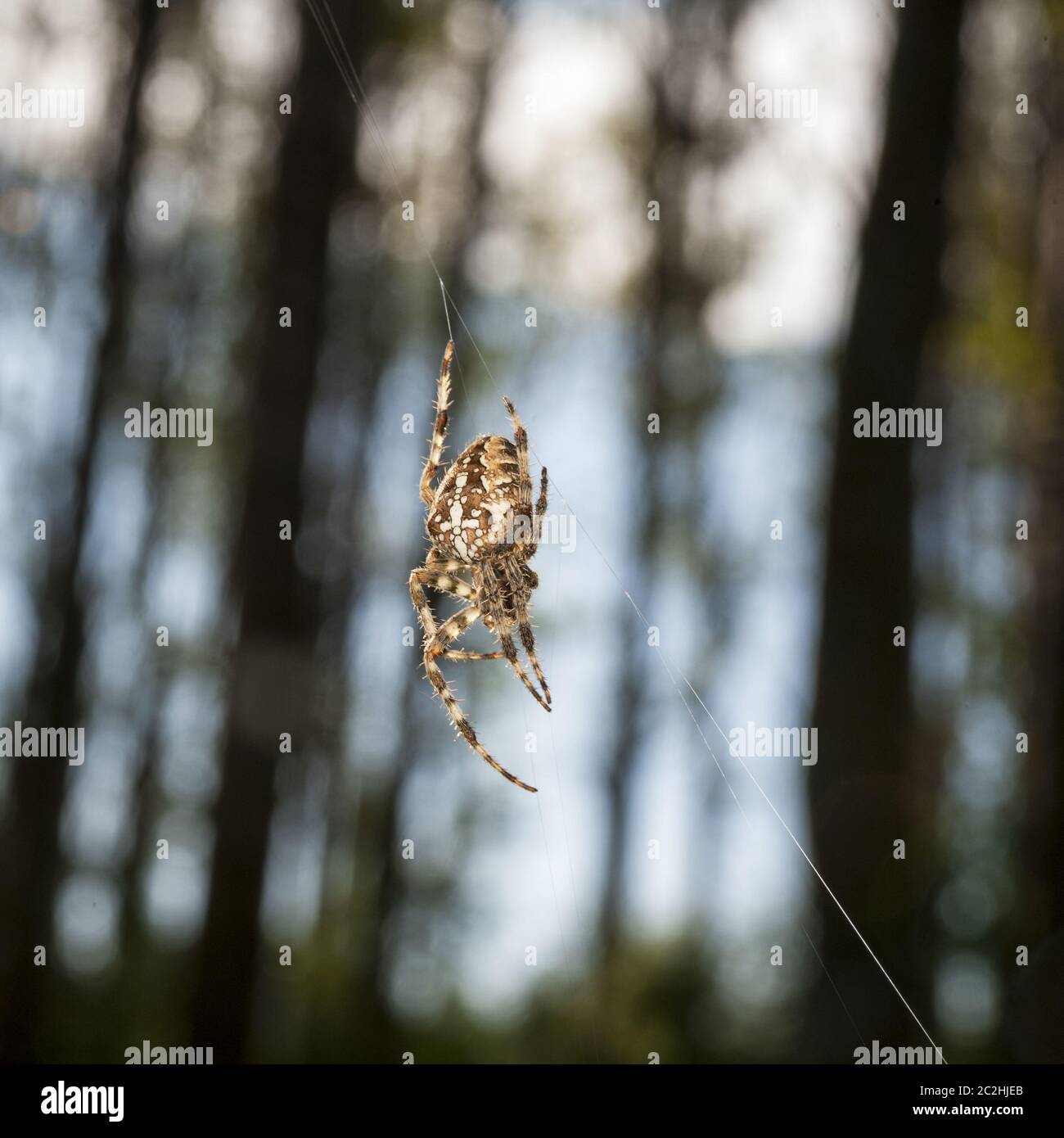 Croce ragno nel suo web nella foresta Foto Stock