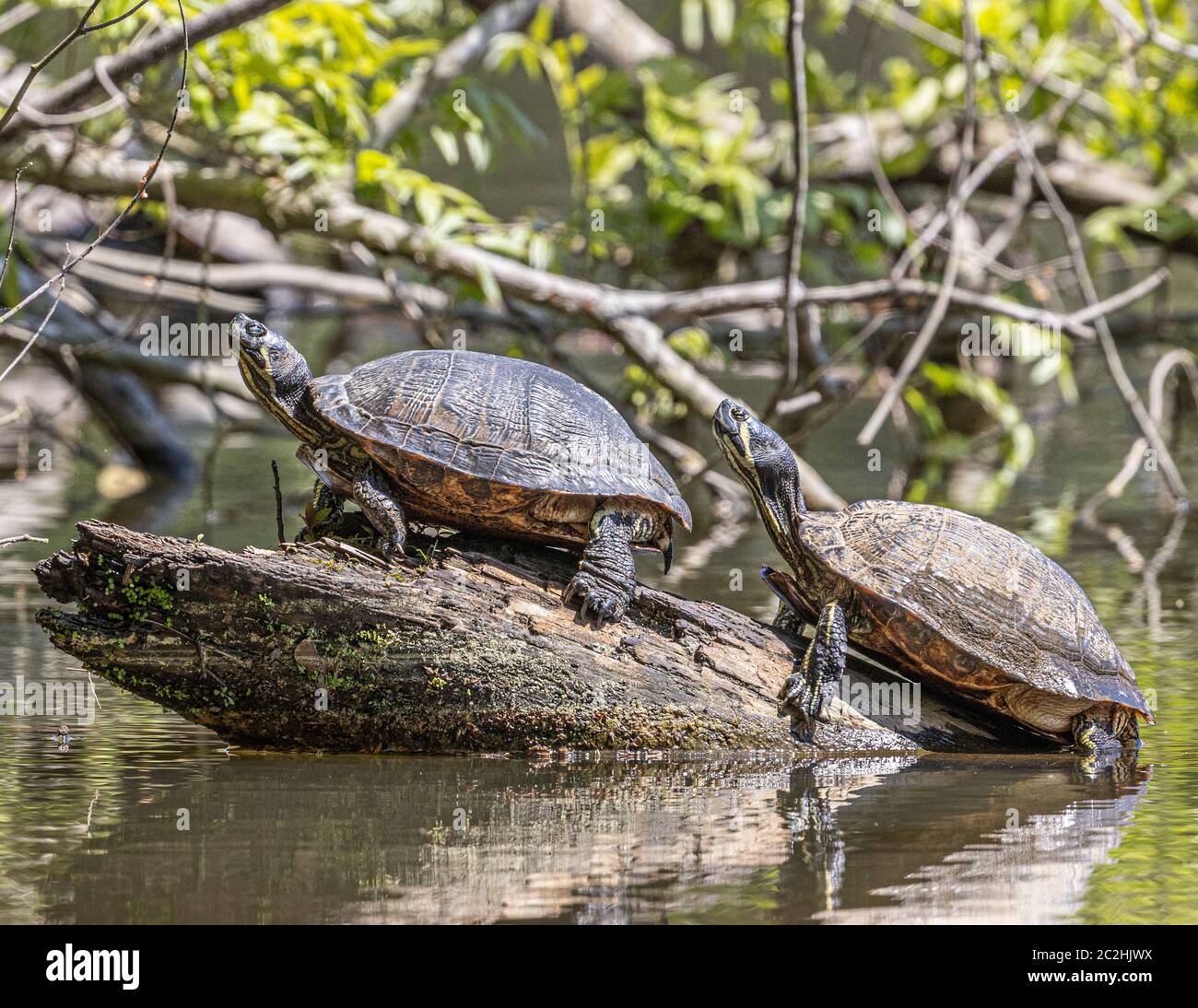 Tartarughe Cooter, Eastwood Lake, Chapel Hill, North Carolina Foto Stock