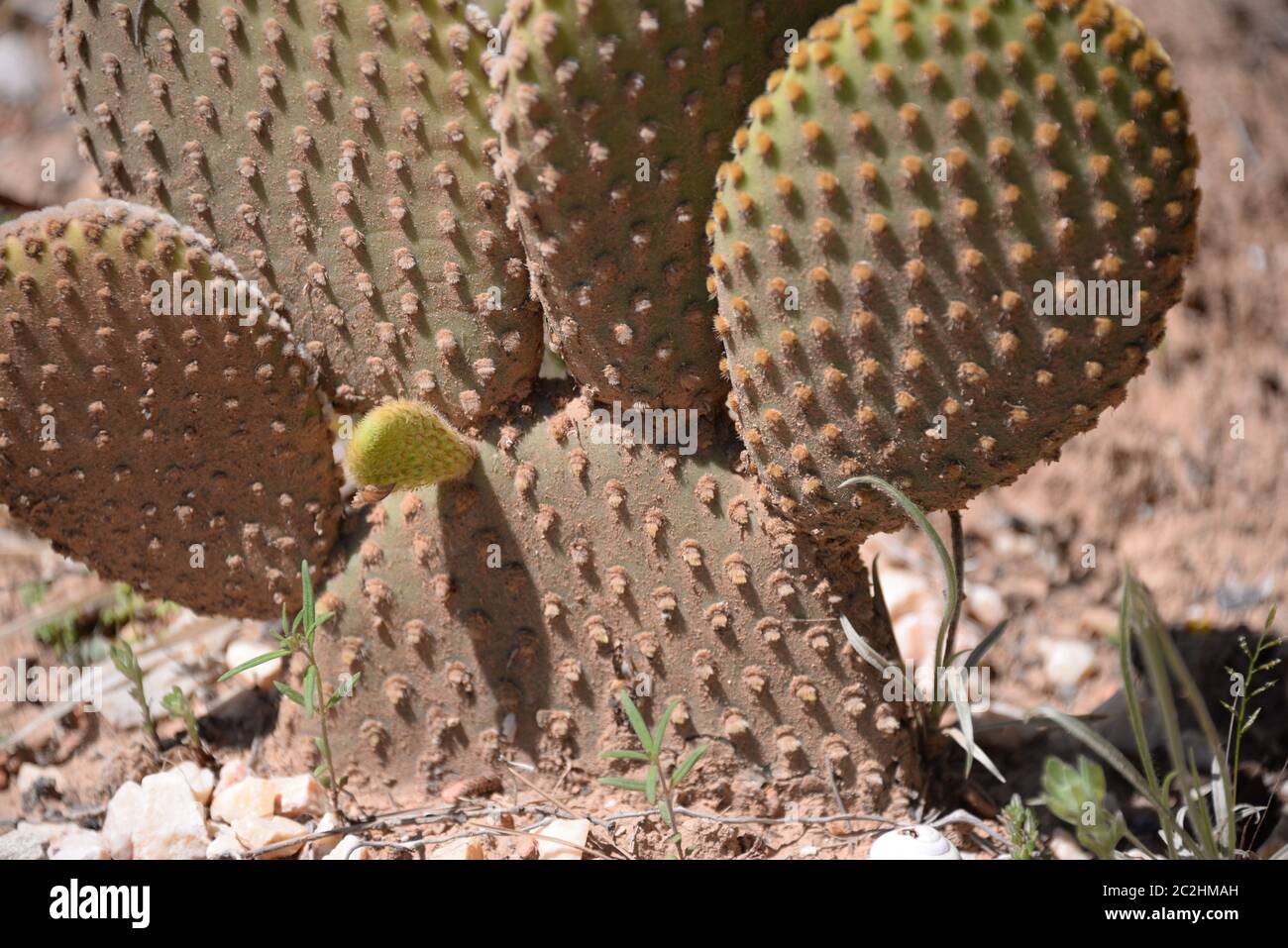 Cactus prickly nella provincia di Alicante, Costa Blanca, Spagna Foto Stock