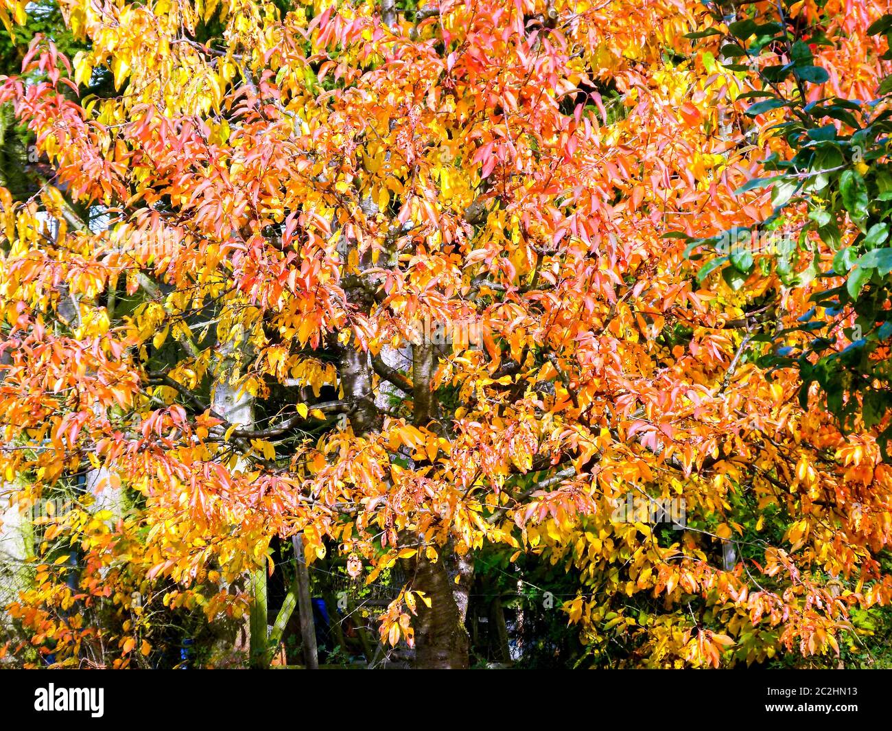 Bordo della foresta con fogliame autunnale rosso-giallo in pieno sole Foto Stock
