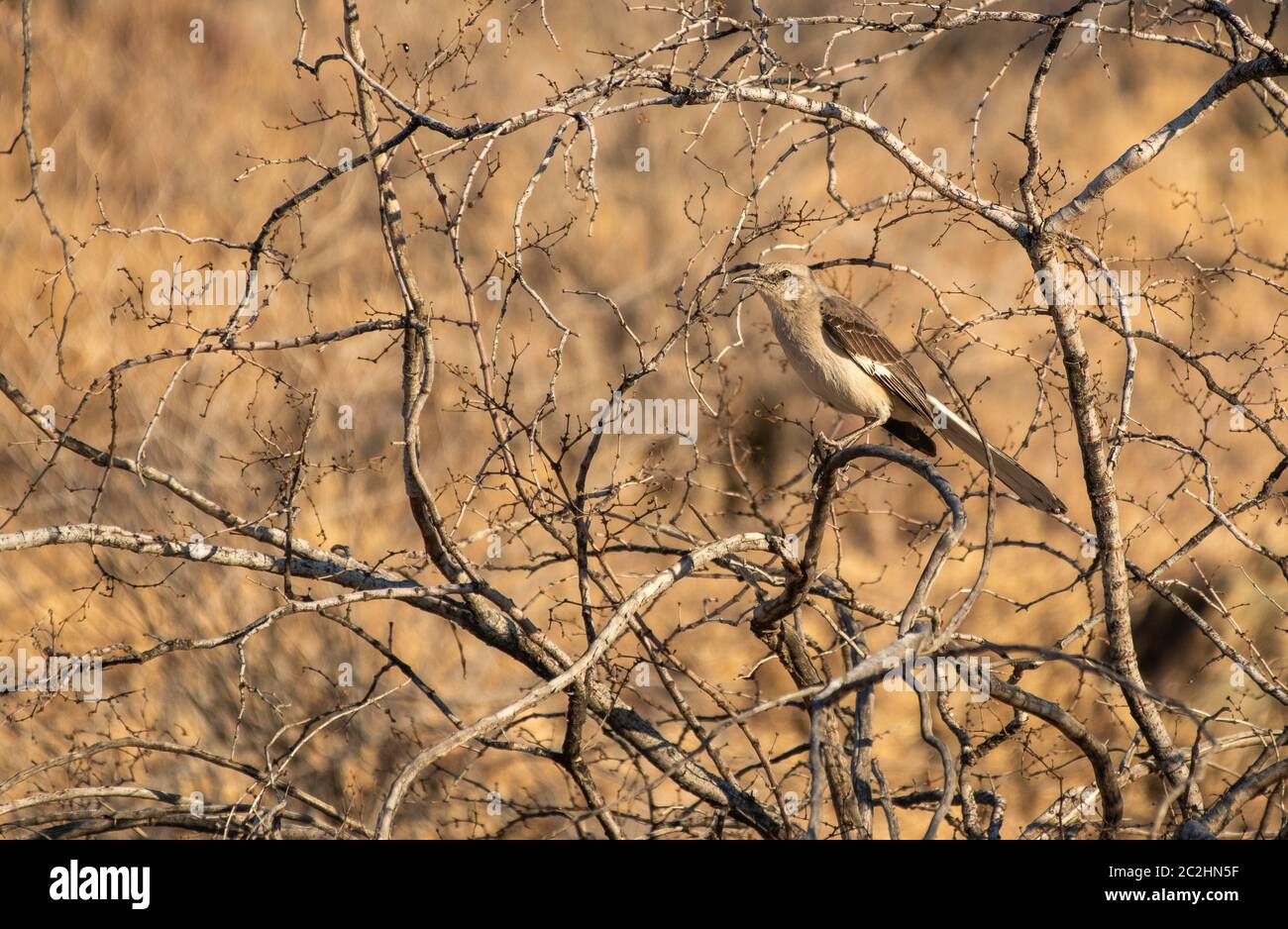 Mockingbird settentrionale, Mimus poliglottos, nella riserva delle Phoenix Mountains vicino Phoenix, Arizona Foto Stock