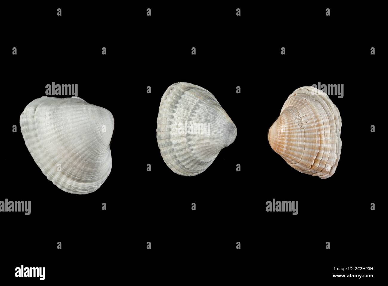 Piccoli serbatoi di forme diverse sfumature di beige su un isolato nero lo sfondo. Foto Stock
