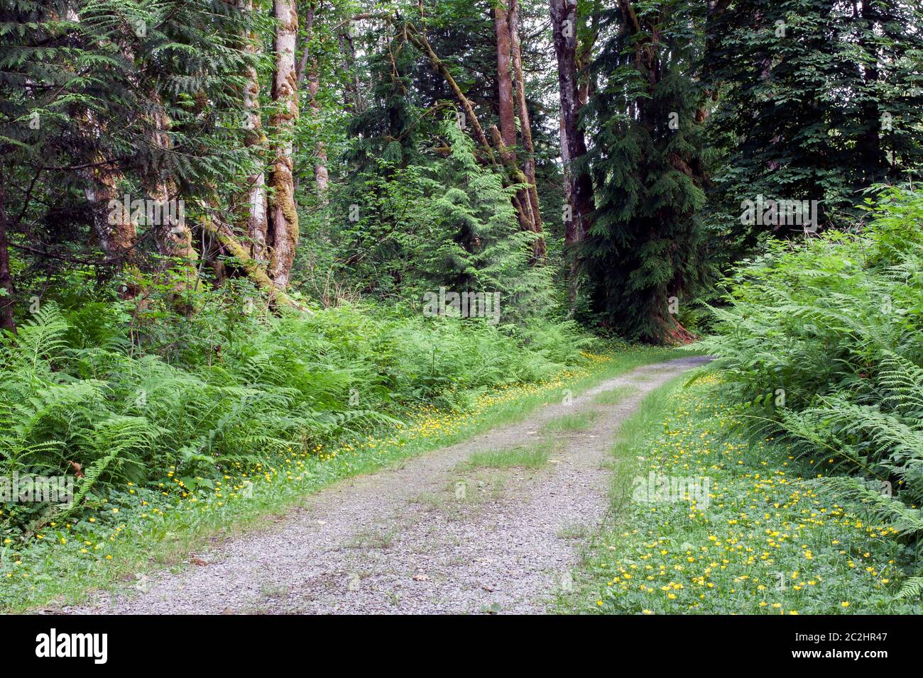 Sentiero o sentiero per passeggiate attraverso la fitta foresta, senza persone, concetto di modo, atmosfera rilassante e tranquilla. Foto Stock