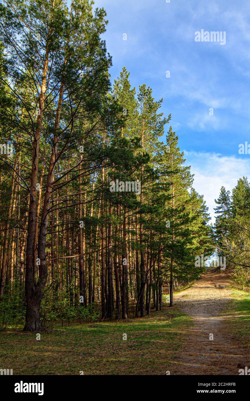 Pineta con un sentiero in una giornata estiva soleggiato Foto Stock