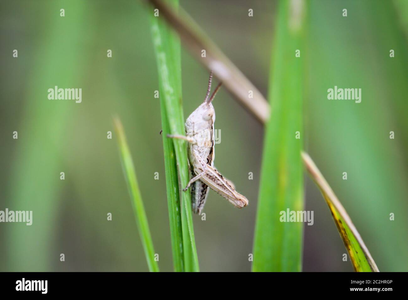 una cavalletta su una pianta Foto Stock