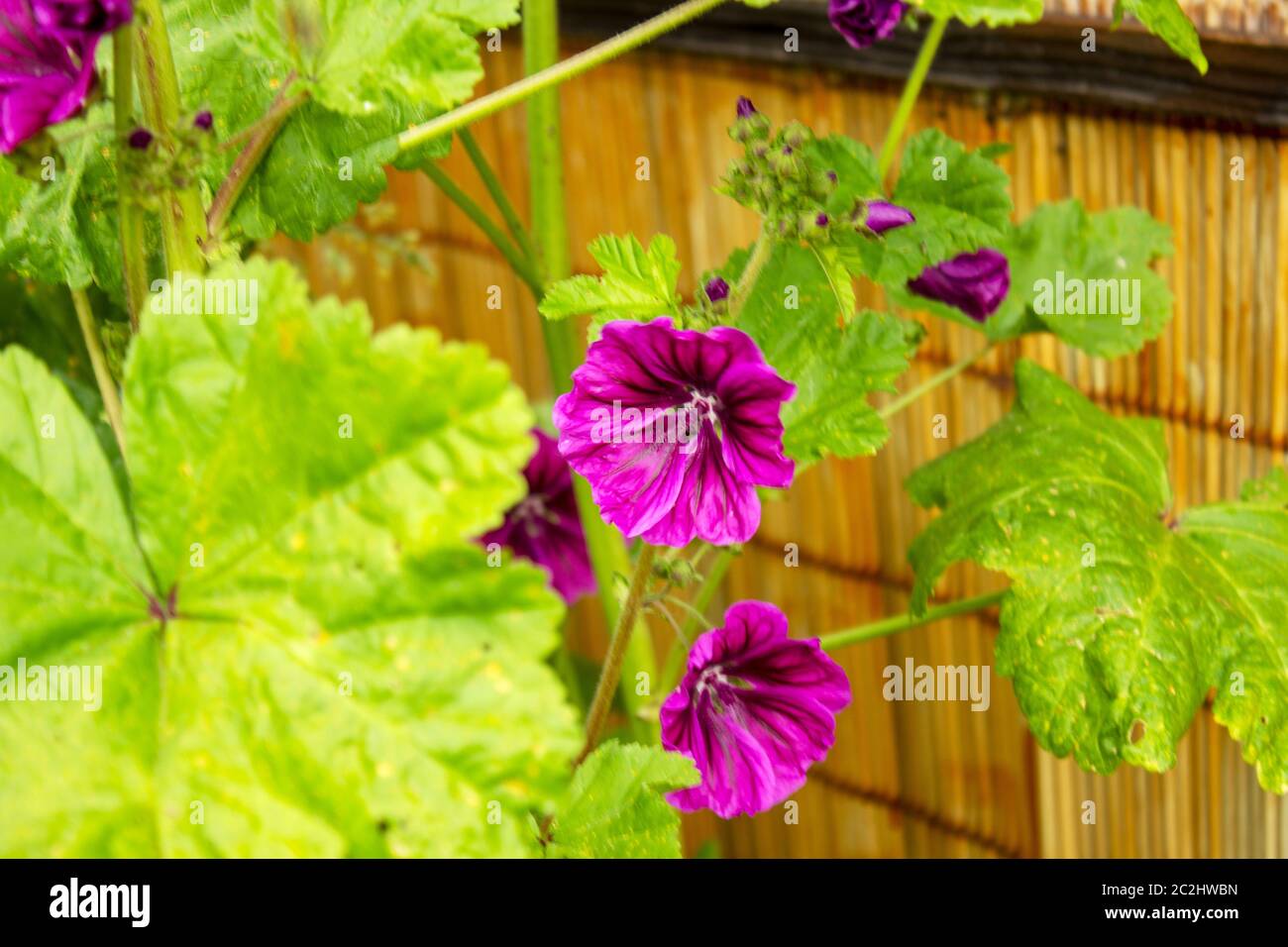 Fioritura della cranesbill, Geranium magnificum, in un giorno di sole di giugno Foto Stock