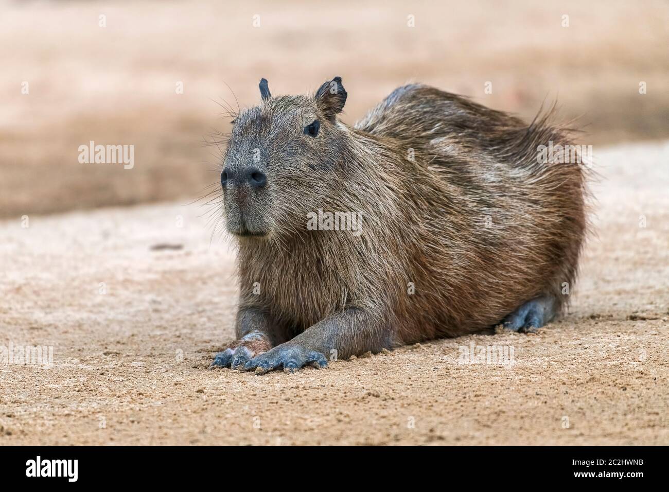 Capybara oder Wasserschwein (Hydrochoerus hydrochaeris) ruht auf sandbank, Pantanal, Mato Grosso, Brasilien Foto Stock