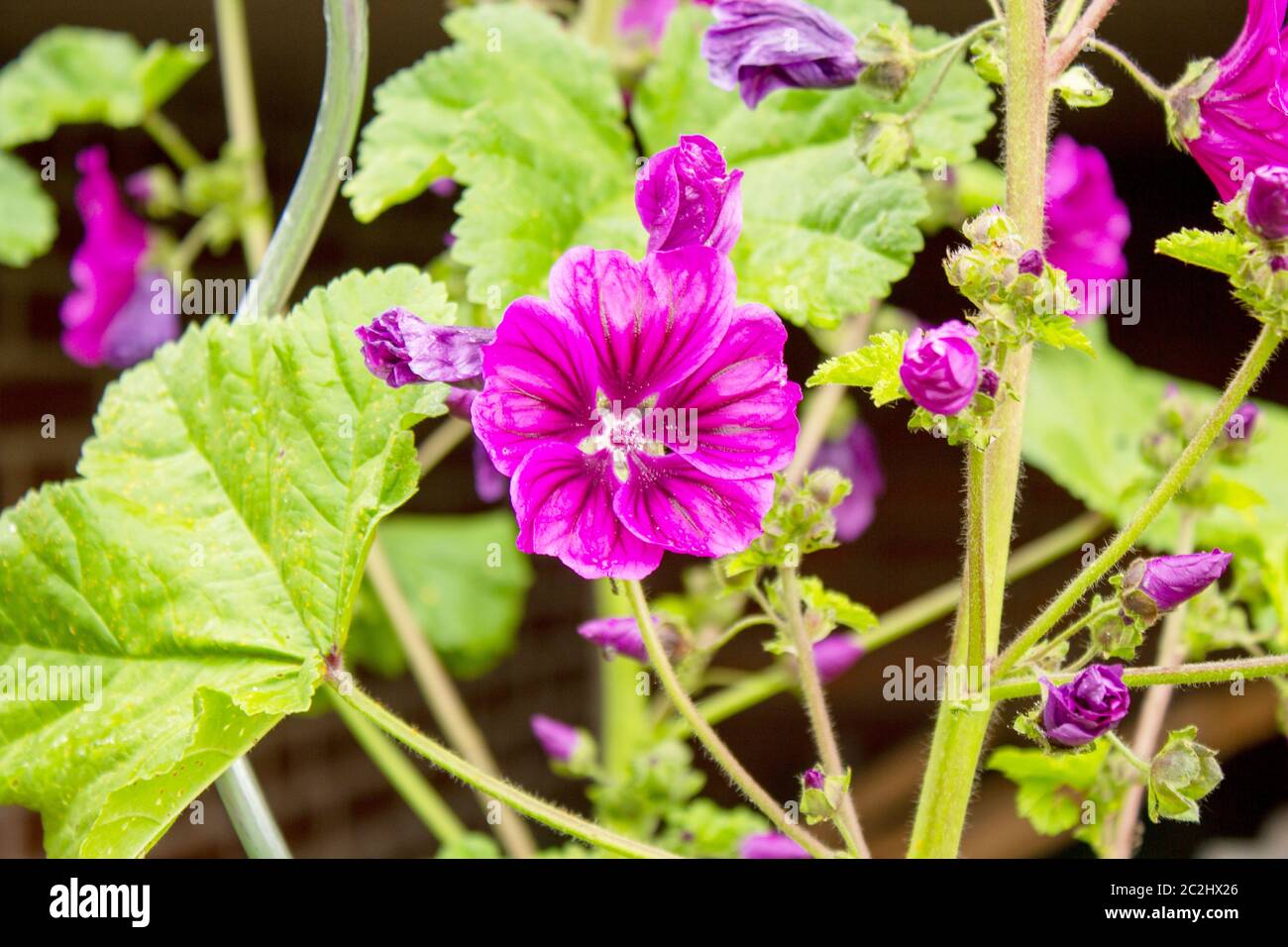 Fioritura della cranesbill, Geranium magnificum, in un giorno di sole di giugno Foto Stock