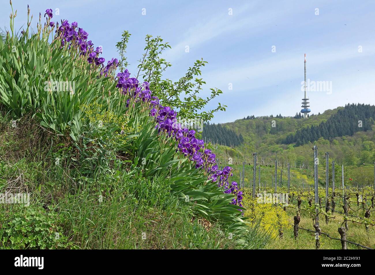 Blue Iris vicino Oberbergen nel Kaiserstuhl di fronte al cranio e la torre delle telecomunicazioni Foto Stock