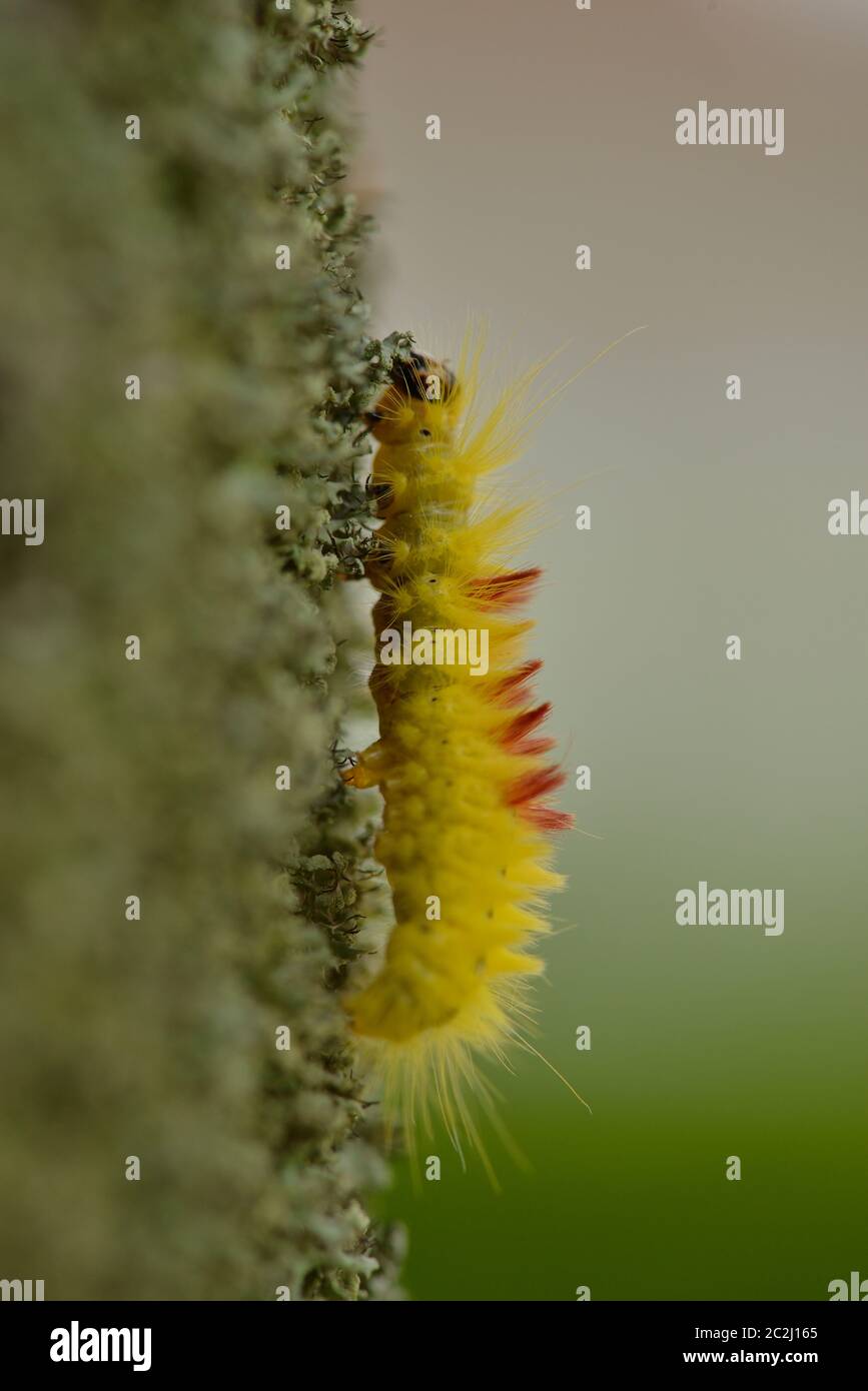 Caterpillar di Sycamore (falena) su un albero Foto Stock