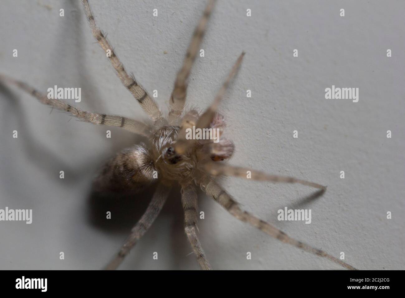 Macro shot estremo di una casa domestica ha fatto rotare su un muro. Foto Stock