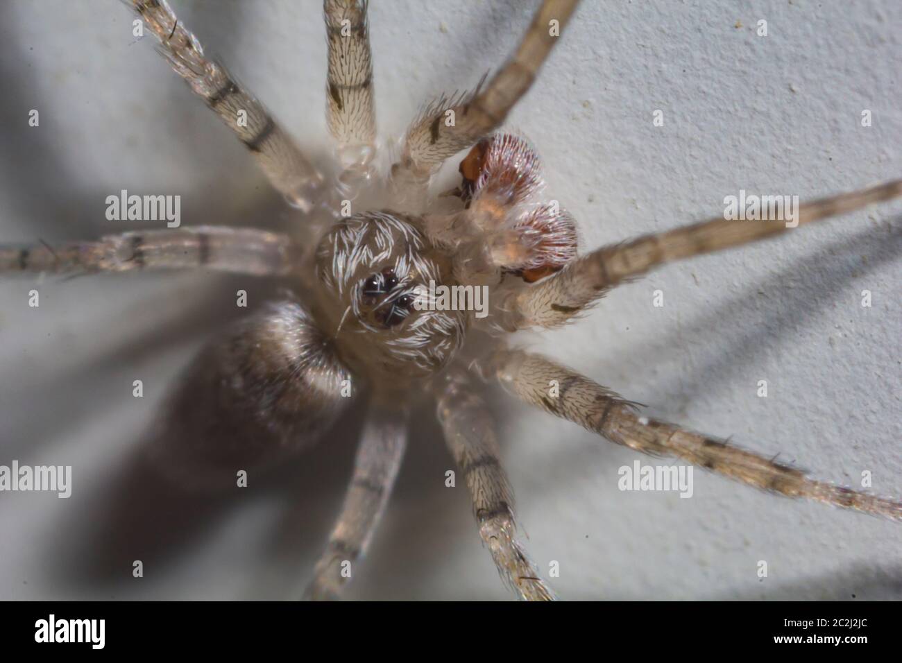 Macro shot estremo di una casa domestica ha fatto rotare su un muro. Foto Stock