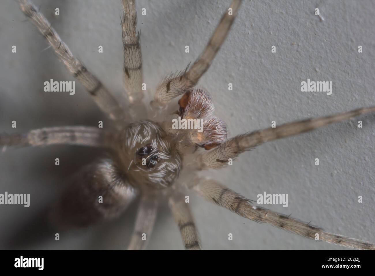 Macro shot estremo di una casa domestica ha fatto rotare su un muro. Foto Stock