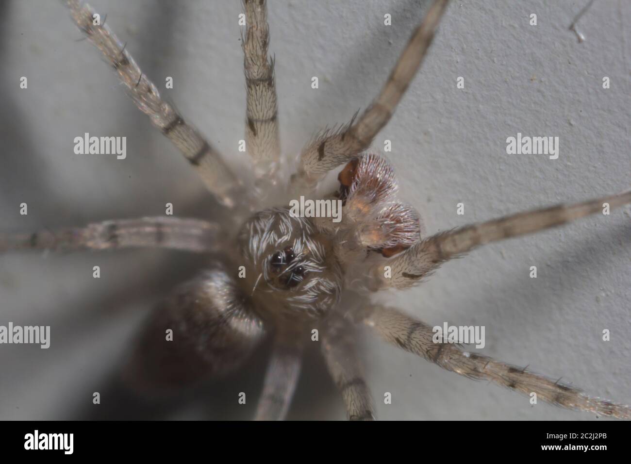 Macro shot estremo di una casa domestica ha fatto rotare su un muro. Foto Stock