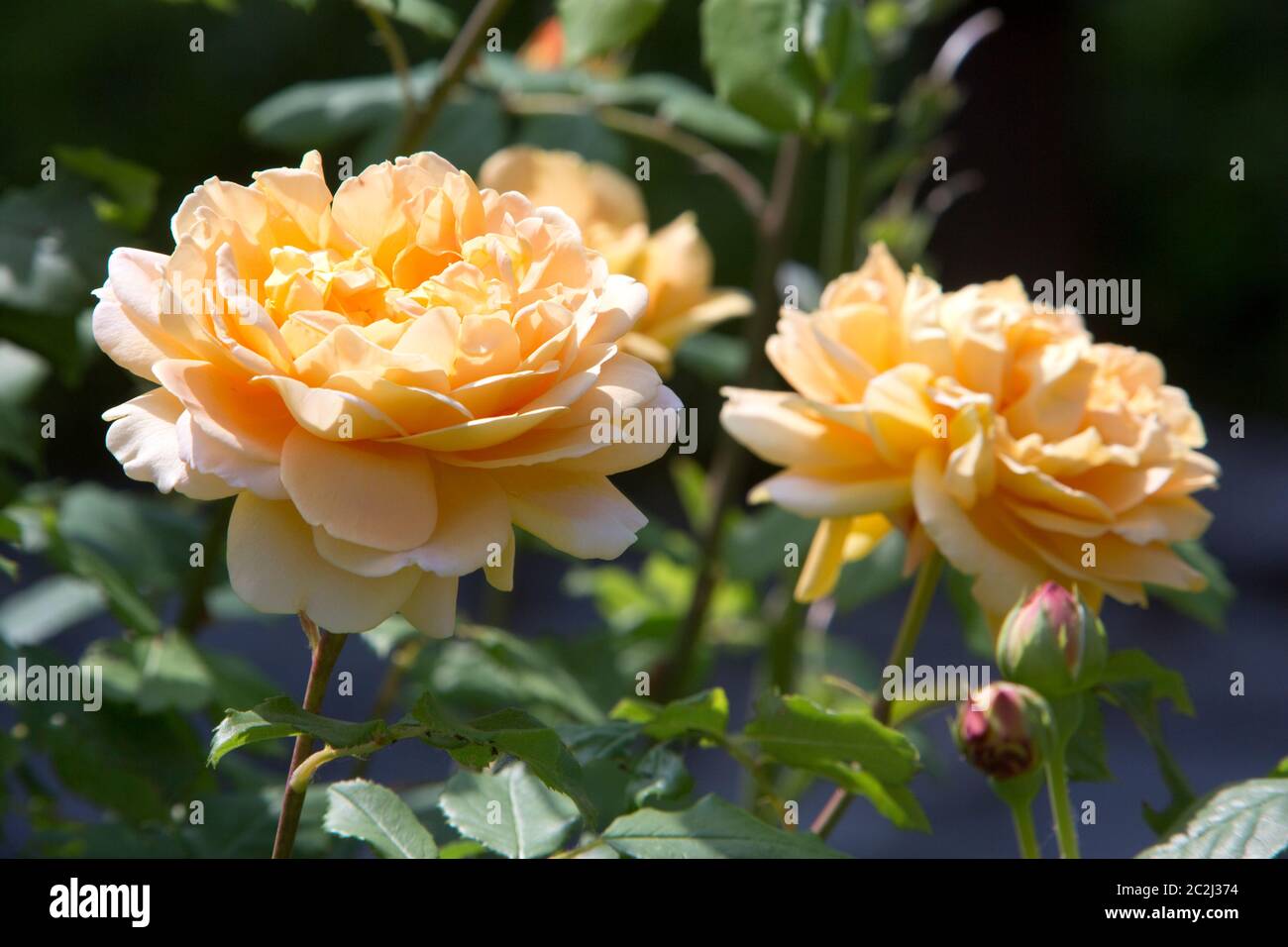 Fioritura di un arbusto giallo sorse nel letto fiorito Foto Stock