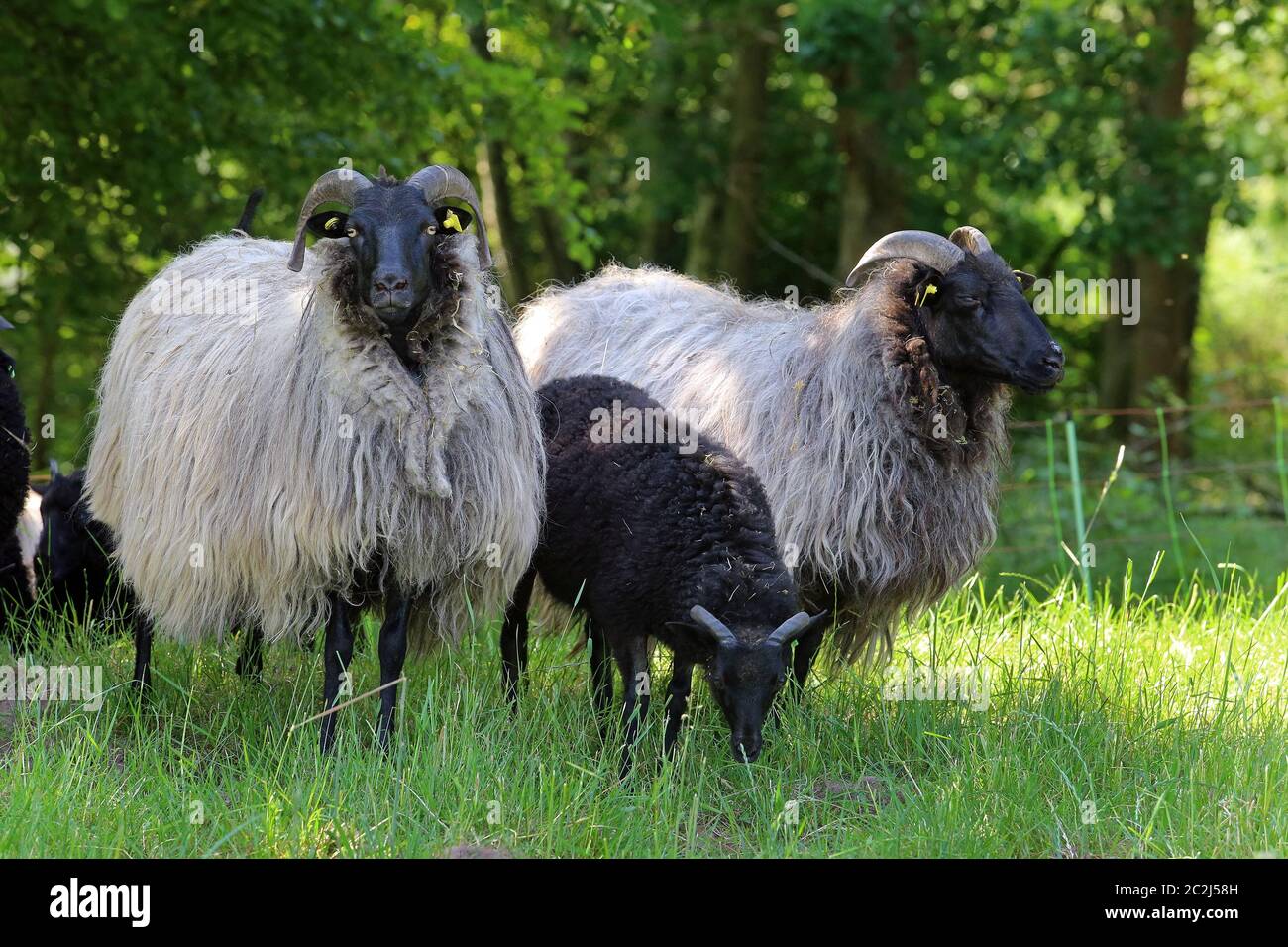 Heidschnucken cornato grigio Foto Stock