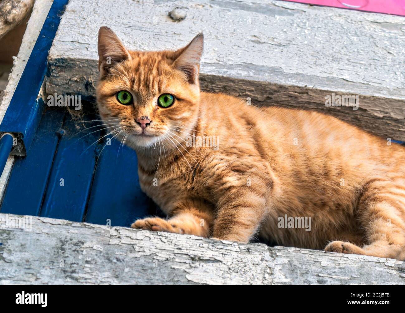 gatto arancione con occhi verdi; Foto Stock