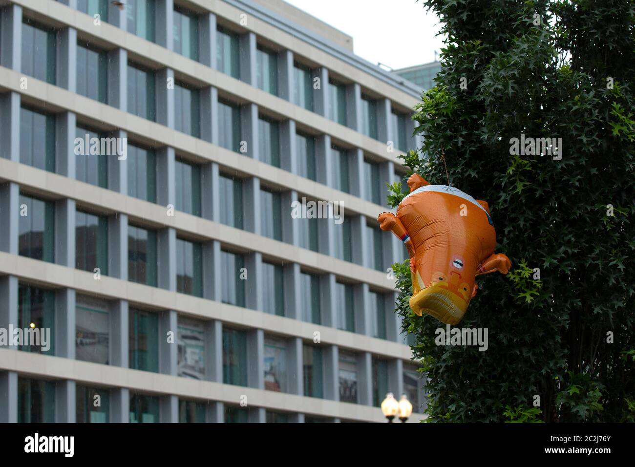 Washington, DC, Stati Uniti. 17 Giugno 2020. Un pallone "Baby Trump" catturato in un albero vicino alla Casa Bianca a Washington, DC, Stati Uniti, mercoledì 17 giugno 2020. Le proteste che chiedono la riforma della polizia sono in corso in tutti gli Stati Uniti da settimane, dopo la morte di George Floyd mentre era in custodia di polizia il 25 maggio 2020. Credit: Stefani Reynolds/CNP | Usage worldwide Credit: dpa/Alamy Live News Foto Stock