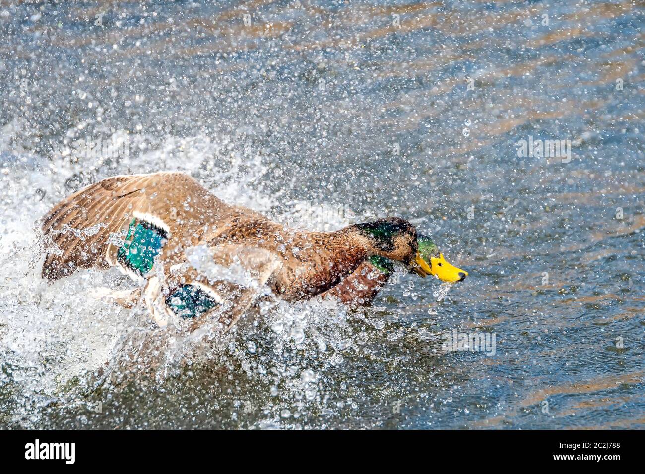 Un paio di anatre mallard che combattono in acqua. Un sacco di schizzi e spray, l'aria è piena di gocce d'acqua. Foto Stock
