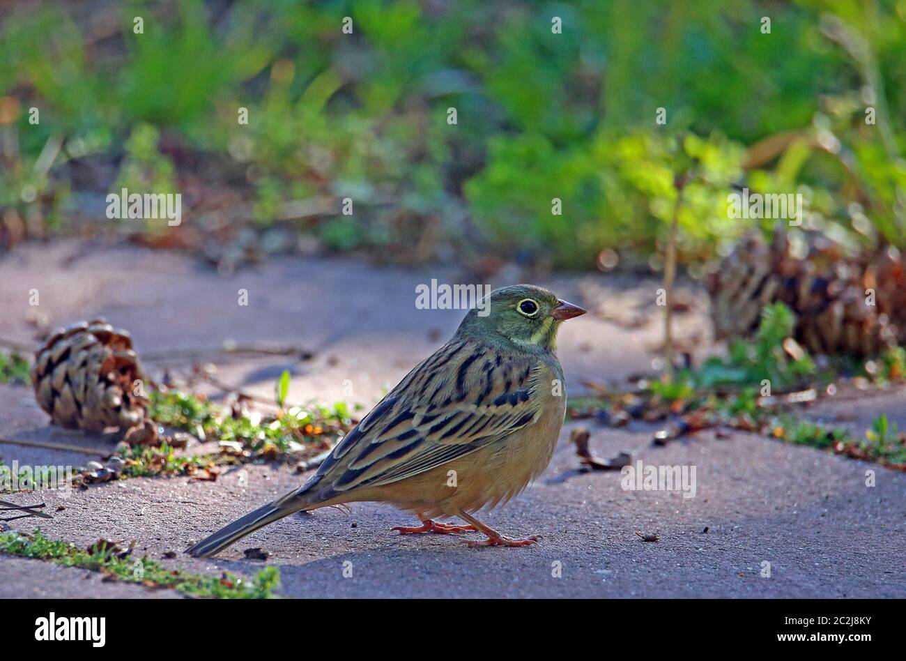 Ortolano maschile Emberiza hortulana Foto Stock