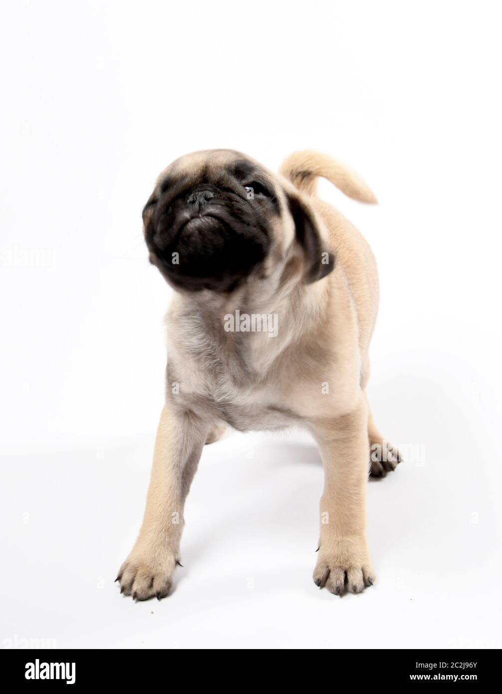 pug puppy scuotendo la testa Foto Stock