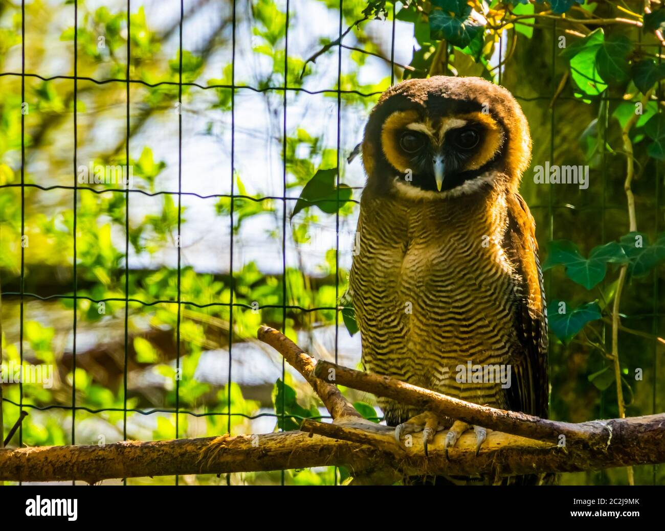Gufo di legno marrone seduto su un ramo in closeup, specie di uccello tropicale forma Asia Foto Stock