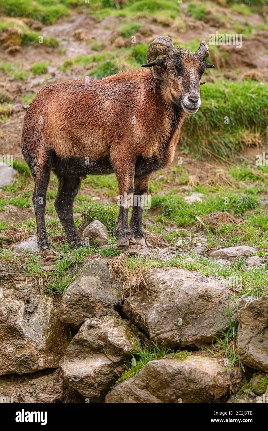 Ram su pietre Foto Stock