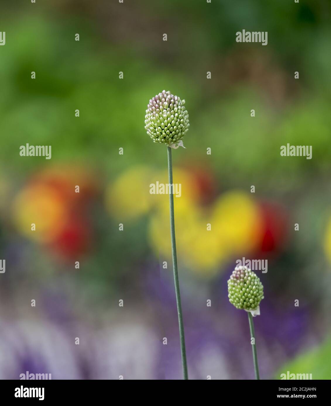 Boccioli d'aglio ornamentali (Allium sp.) davanti al letto di fiori colorati Foto Stock