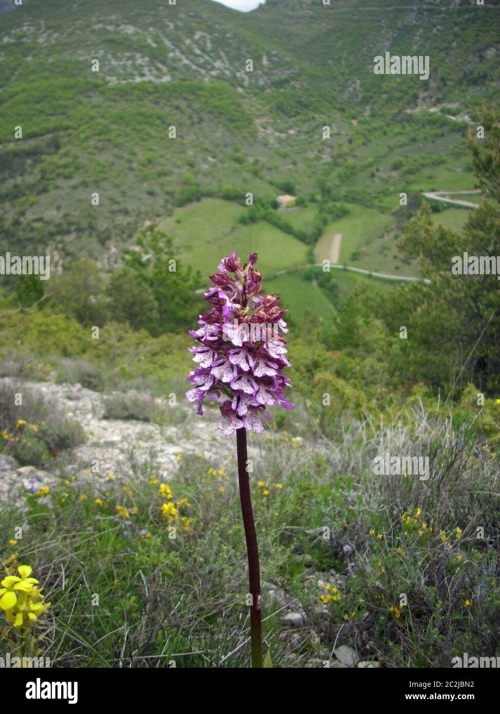 Fiore orchidea rosa con marcature viola. Sfondo di una valle vicino al villaggio di Bourdeaux nella valle Drome, Francia. Foto Stock